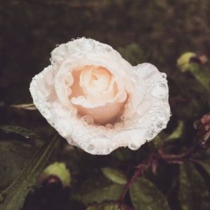 Meet your Posher, Sophia